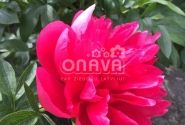 Paeonia hybride Belgravia 3/5