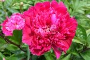 Paeonia hybride Belgravia 3/5