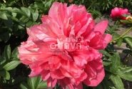 Paeonia hybride Belgravia 3/5
