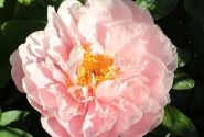 Paeonia hybride Blushing Princess 3/5