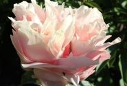 Paeonia hybride Blushing Princess 3/5