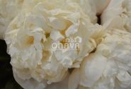 Paeonia hybride Colonel Owens Cousins 3/5