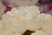 Paeonia hybride Colonel Owens Cousins 3/5