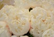 Paeonia hybride Colonel Owens Cousins 3/5