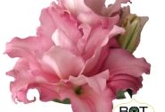 Lilium OR Pink Pulse