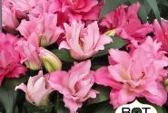 Lilium OR Pink Pulse