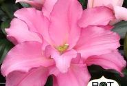 Lilium OR Pink Pulse