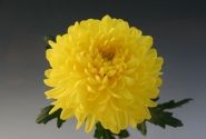 Chrysanthemum, daudzziedu Zembla Sunny