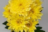Chrysanthemum, daudzziedu Yeti Dark Yellow