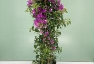 Bougainvillea sanderiana , piramīda 17cm podā