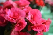 Begonia Barkos kolekcija Bela Lilacpink