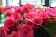 Begonia Barkos kolekcija Bela Lilacpink