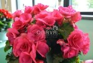 Begonia Barkos kolekcija Bela Lilacpink