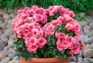 Begonia Barkos kolekcija Berseba