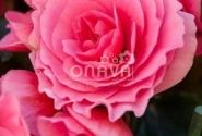 Begonia Barkos kolekcija Berseba