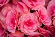 Begonia Barkos kolekcija Berseba