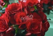 Begonia Barkos kolekcija Berseba Red