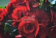 Begonia Barkos kolekcija Berseba Red