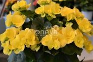 Begonia Ilonas kolekcija Blitz