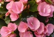 Begonia Betulia kolekcija Betulia Candy
