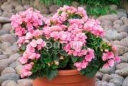 Begonia Betulia kolekcija Betulia Candy