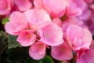 Begonia Betulia kolekcija Betulia Candy