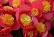 Begonia Valentino kolekcija Valentino Pink