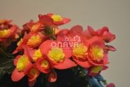 Begonia Valentino kolekcija Valentino Pink