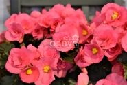 Begonia Adonia Pink