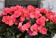 Begonia Adonia Pink