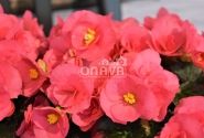 Begonia Adonia Pink
