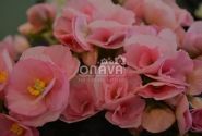Begonia Adonia Light Pink