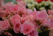 Begonia Adonia Light Pink
