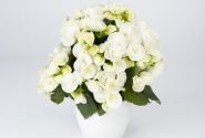 Begonia Rilonas kolekcija Riley