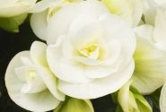 Begonia Rilonas kolekcija Riley