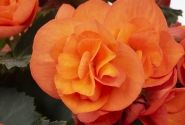 Begonia Sweeties kolekcija Sweeties Orange