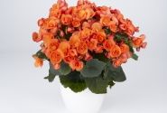 Begonia Sweeties kolekcija Sweeties Orange