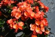 Begonia Rilonas kolekcija Rana