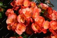 Begonia Rilonas kolekcija Rana