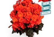 Begonia Mocca Orange