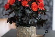 Begonia Mocca Orange