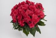 Begonia NextGen kolekcija Hanna