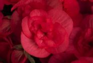 Begonia NextGen kolekcija Hanna