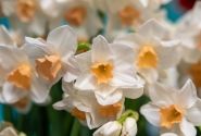 Narcissus tazetta Kapiti Peach 12/14