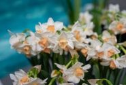 Narcissus tazetta Kapiti Peach 12/14
