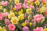 Combinations Blush 'N Shining
