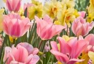 Combinations Blush 'N Shining