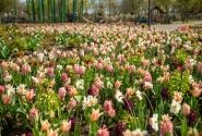 Combinations Mischung Gartenschaupark Rietberg