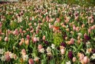 Combinations Mischung Gartenschaupark Rietberg