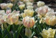 Tulipa, agra, pild. z. Foxy Foxtrot 11/12
